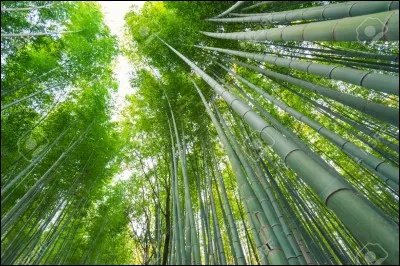 Qui tape sur des bambous ?