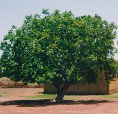 Quel est l'autre nom de l'arbre appelé karité ?
