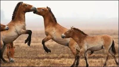 Que font ces chevaux ?