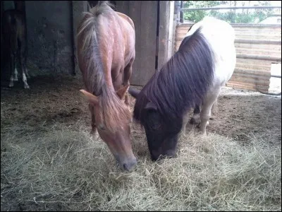 Le poney n'est pas un cheval.