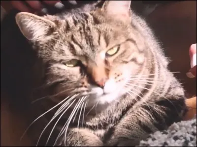 Comment se nomme ce chat ?