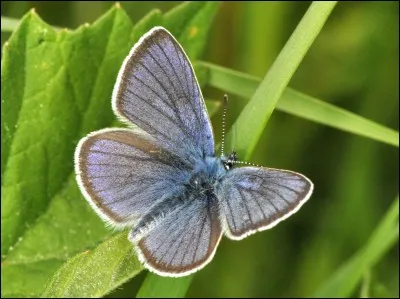 Quel est cet animal ?