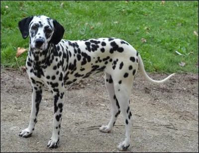 Quel est cet animal ?