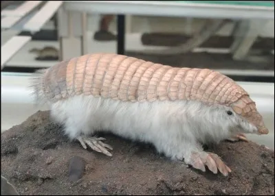 Quel est cet animal ?