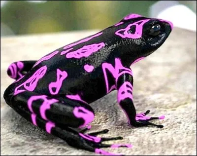 Quel est cet animal ?