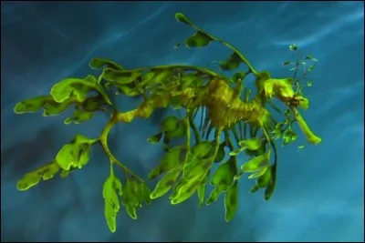 Est-ce que cet animal existe ou est-ce une image truquée ?