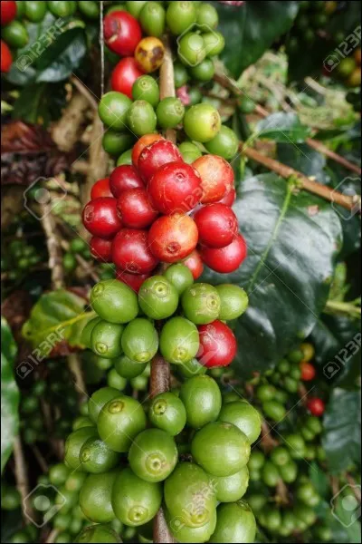 Complétez cette expression : « Juillet doit rôtir ce que septembre..."
