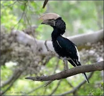 Sur cette photo, vous pouvez voir le calao à joues argent !
