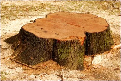 Comment s'appelle la souche d'arbre surnaturel ?