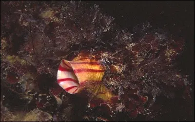 Qu'est-ce que le violet, ou figue de mer ?