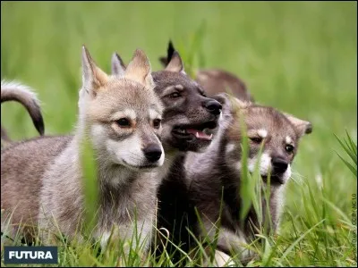 Quel est le petit du chien ?