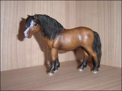 Quelle est la robe de ce cheval ?