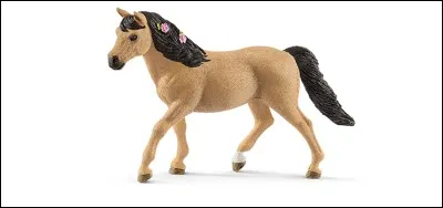 De quelle race est ce cheval ?