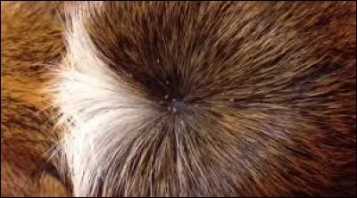 Il a dit oui, c'est l'...