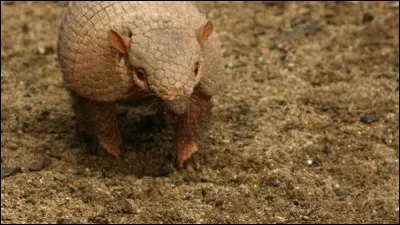 Quel nombre de bandes peut comporter un tatou ?