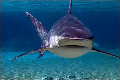 Quelle partie du requin est continuellement expuls&eacute;e et r&eacute;g&eacute;n&eacute;r&eacute;e ?