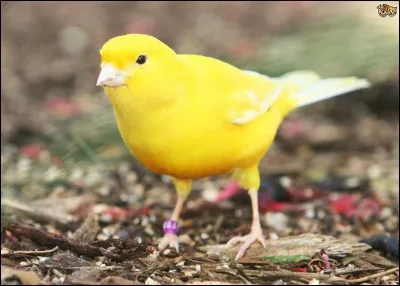 Comment s'appelle ceci en anglais ?