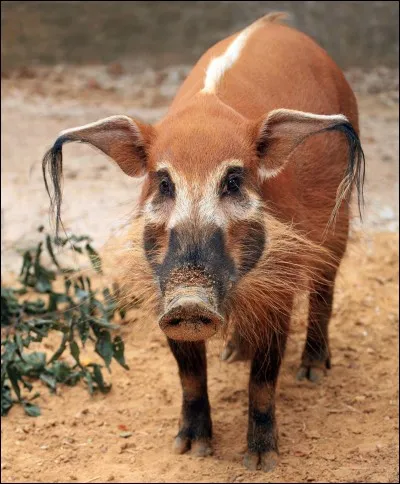 Comment s'appelle ceci en anglais ?