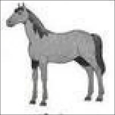 Quelle est la robe de ce cheval ?