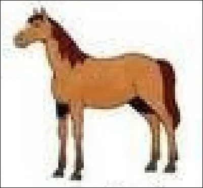 Quelle la robe de ce cheval ?