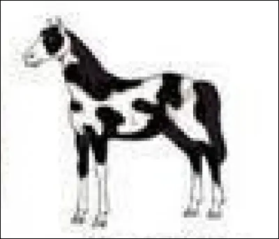 Quelle est la robe de ce cheval ?
