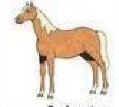 Quelle est la robe de ce cheval ?