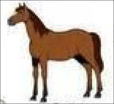 Quelle est la robe de ce cheval ?