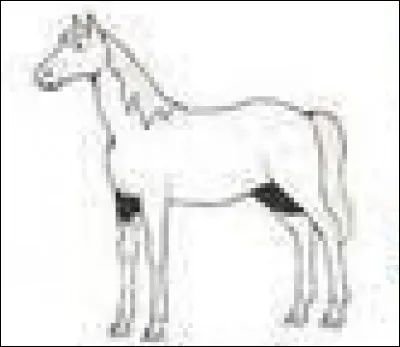 Quelle est la robe de ce cheval ?