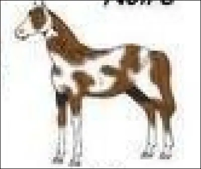 Quelle est la robe de ce cheval ?