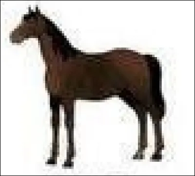 Quelle est la robe de ce cheval ?