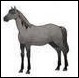 Quiz Chevaux