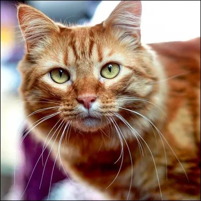 Comment s'appelle son chat ? (photo)