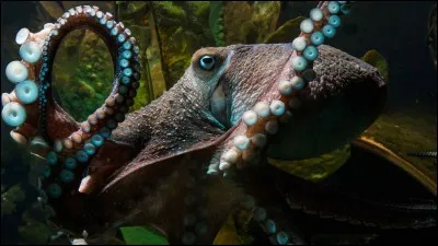 Combien de coeurs la pieuvre possède-t-elle ?