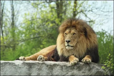 Est-ce qu'il y a des lions en Océanie ?