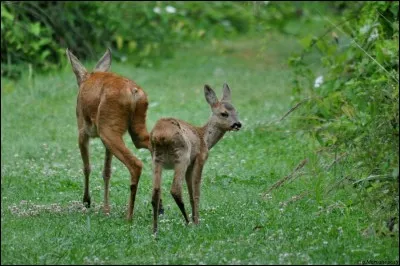 Ignorant, ignare, analphabète, inculte, grossier !