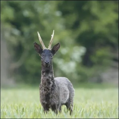 Film de 1982, avec Nathalie Baye, Philippe Léotard, Richard Berry et beaucoup d'autres : La ...