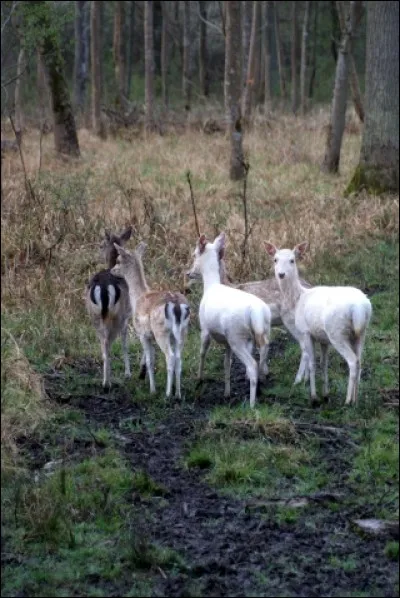 Vous l'avez connu sous le nom de Jimmy Sommerville, mais pas seulement !