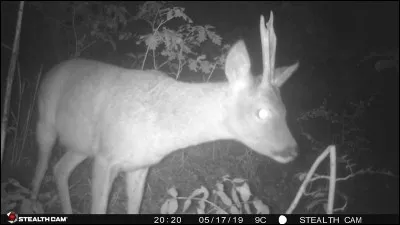 Fromage au lait cru de vache, élaboré en Savoie, en France !