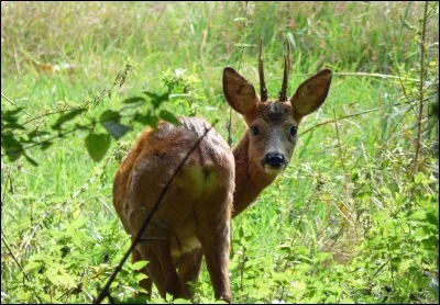 Echassier ou grossier !