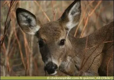 Bataille ou expression : C'est la ...