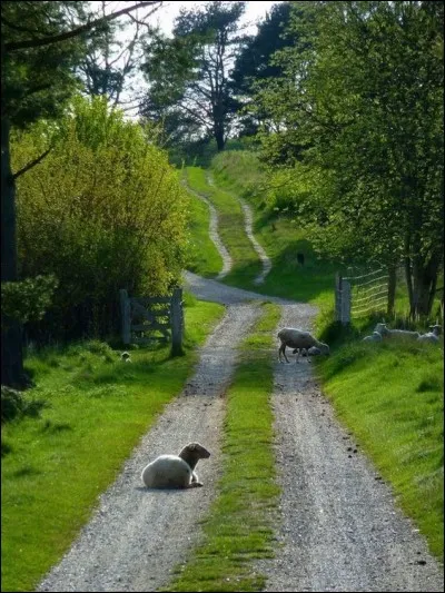 Quel joli coin de campagne où seuls les moutons et brebis animent le paysage ! Avec le lait de ces brebis, nous dégusterons la brique de Ségala produite tout près du village de Cordes sur Ciel :