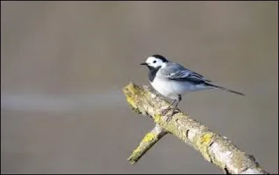 De qui Marthe est-elle la sainte patronne ?