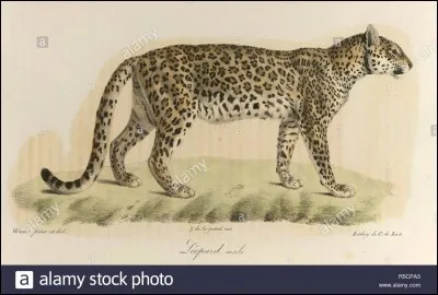 Quel animal est le plus rapide aux monde ?