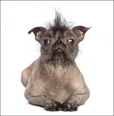 Quel est le chien le plus petit au monde ?