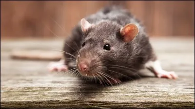 Quel est le féminin de rat ?