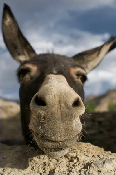 Quelle est la femelle de l'âne ?