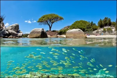 Quel fruit fait partie des coutumes de la Corse ?