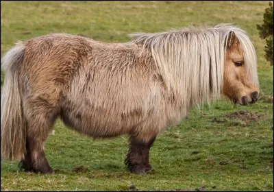 Un shetland ne peut pas être monté car il est trop petit.