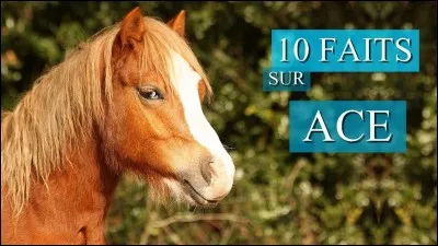 De quelle robe est ce poney ?