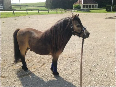 De quelle robe est ce poney ?
